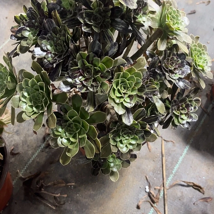 多肉植物水墨丹青锦……