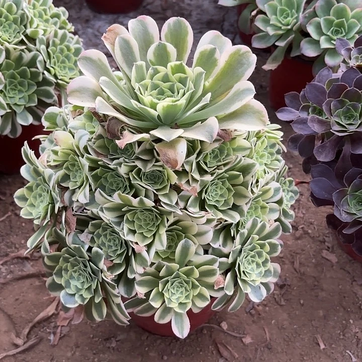 多肉植物法师绿豆莎1