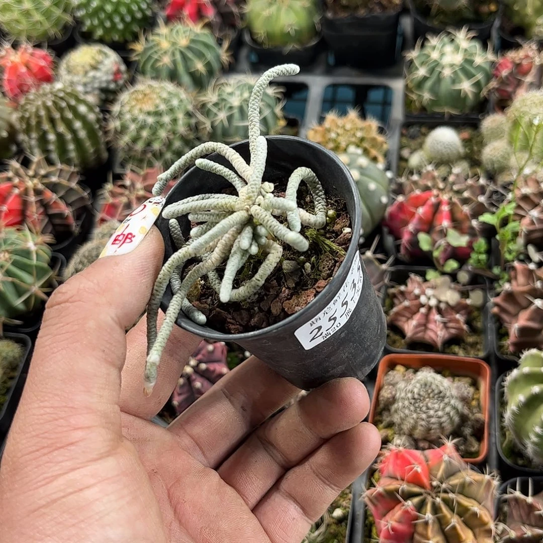 奇***静25535一物一拍单头发货