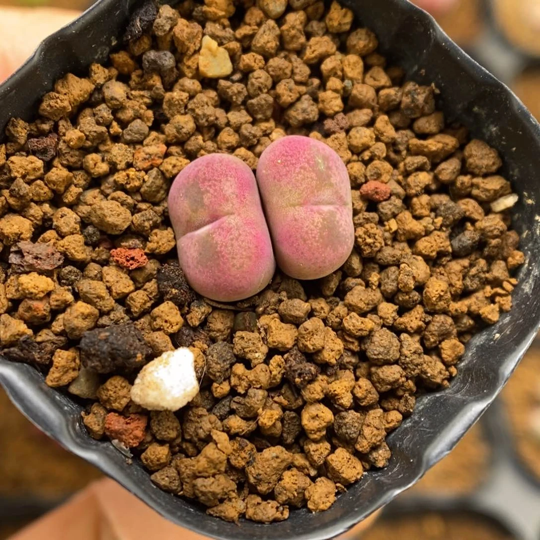 多肉植物肉锥杂交K-3793 下播