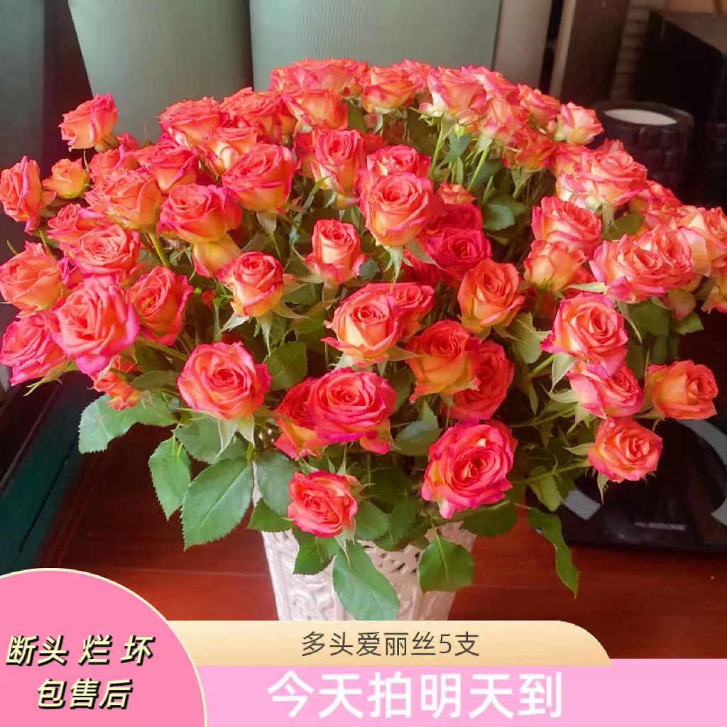 果语精选【爱丽丝多头玫瑰5支】云南鲜花批发次日达