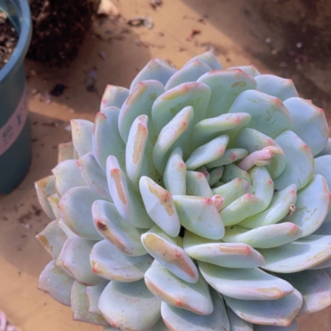 【闪购商品】橙梦露2196