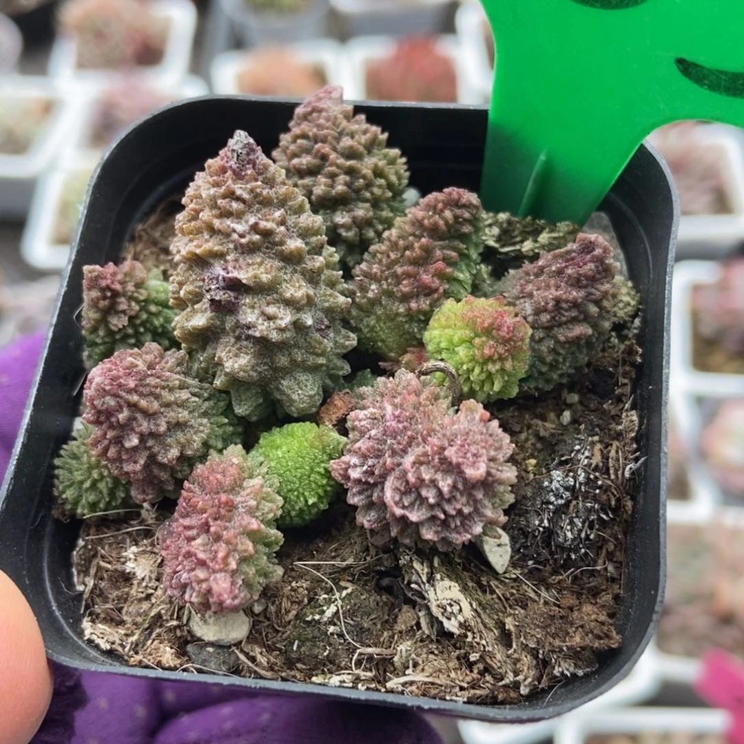 983朱子玉水泡多肉