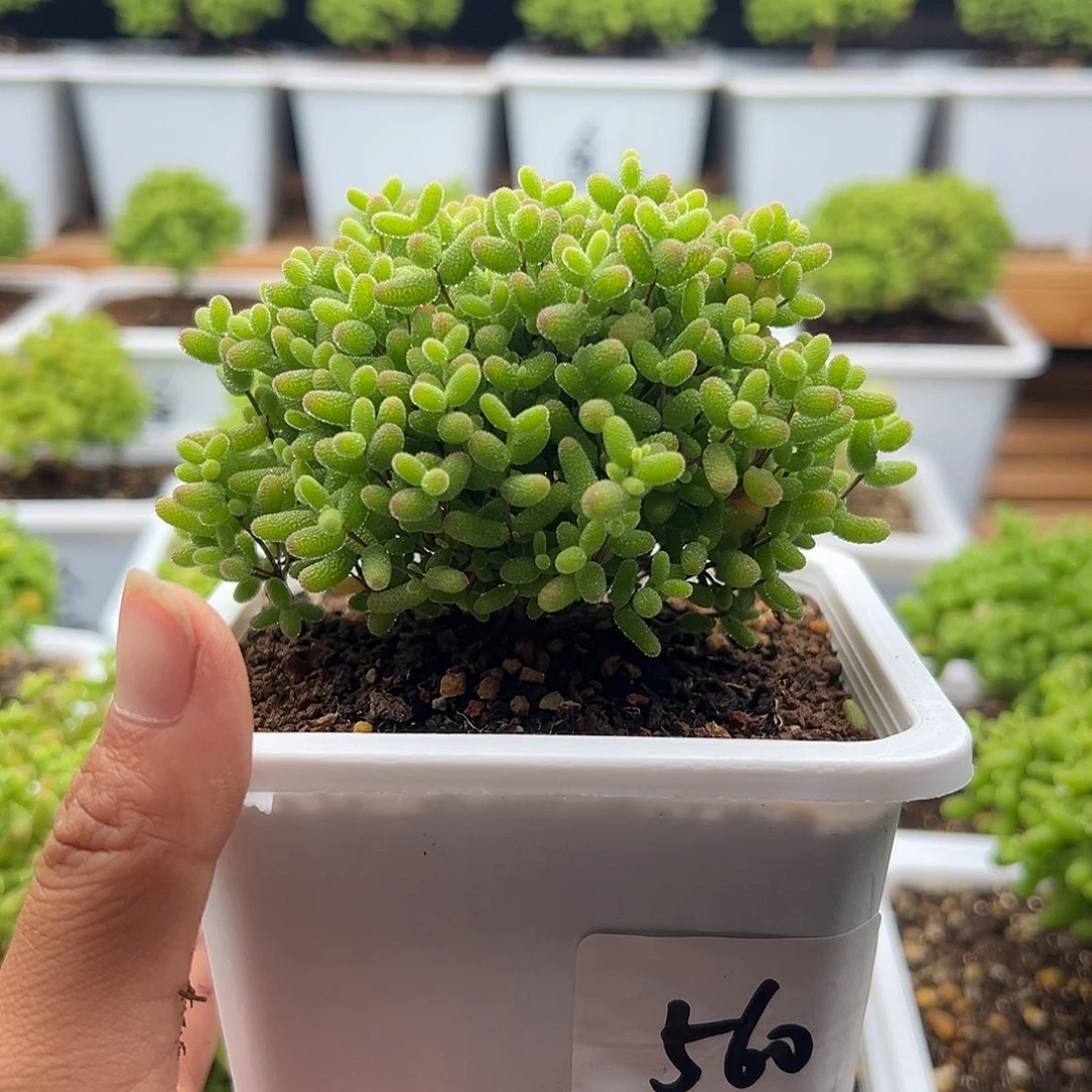 懂**懂560号密橘糖球6.3多肉