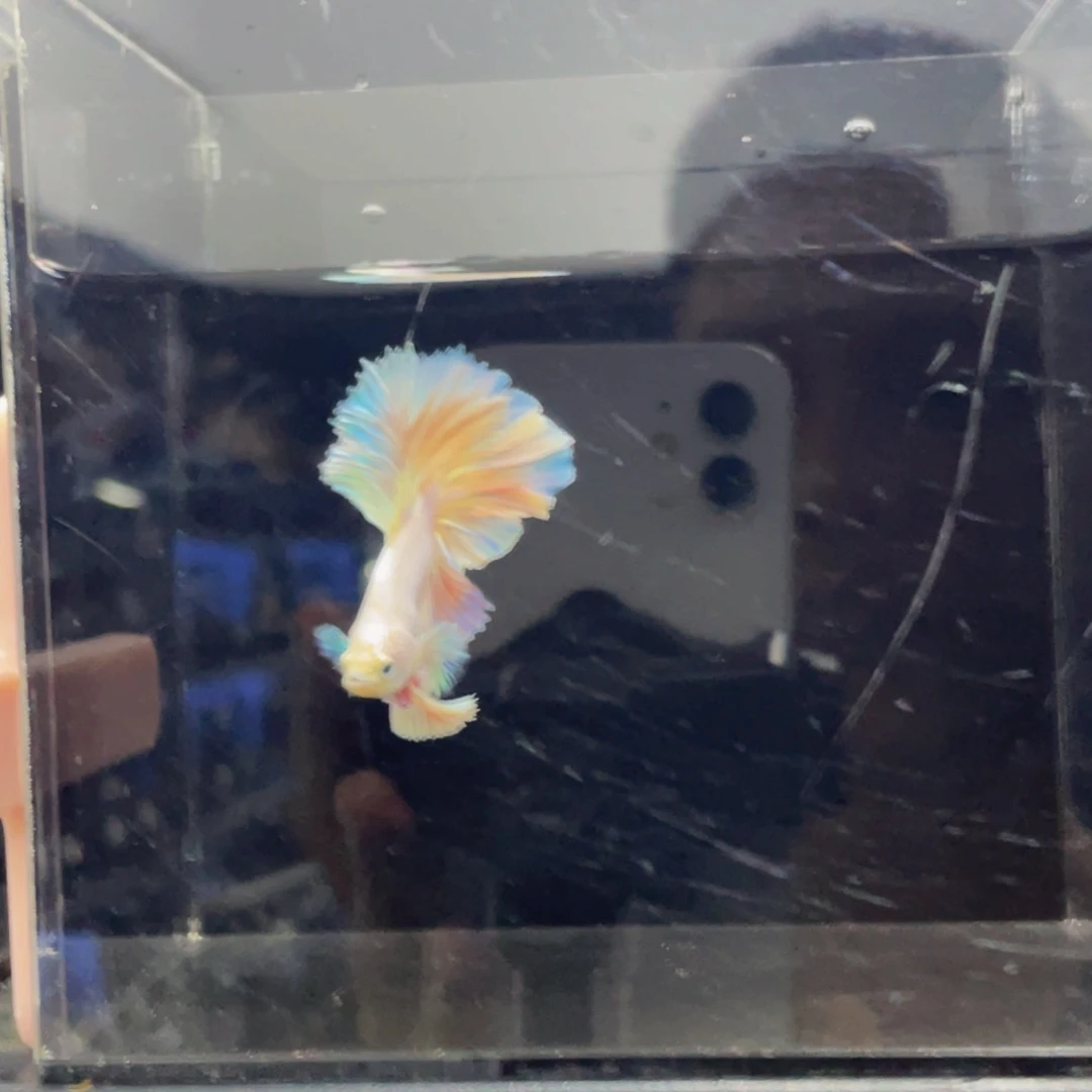 海水鱼Hahahahshsh 524