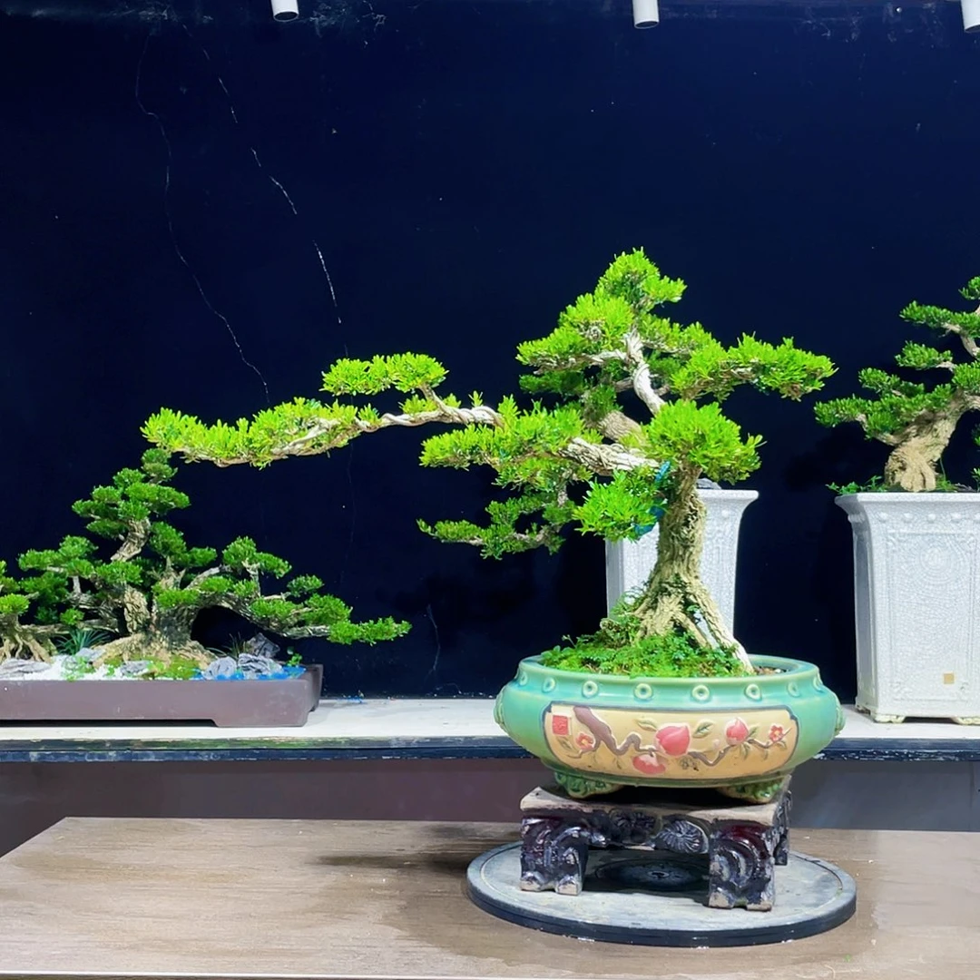 黄杨盆景四季常青