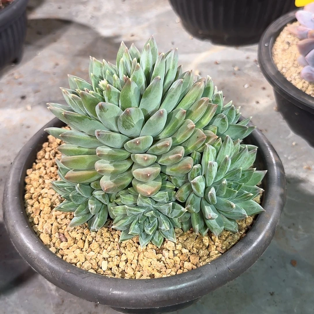 幻影美人手捧花造型