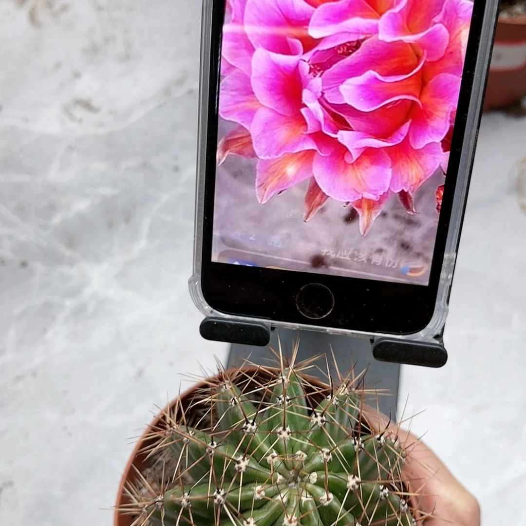 彩草85号6-7公分柱子