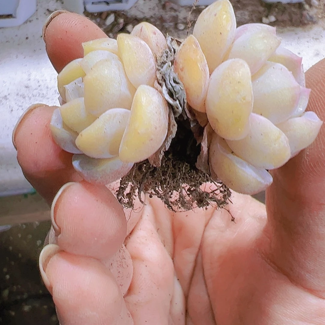 纯情带盆19包邮多肉