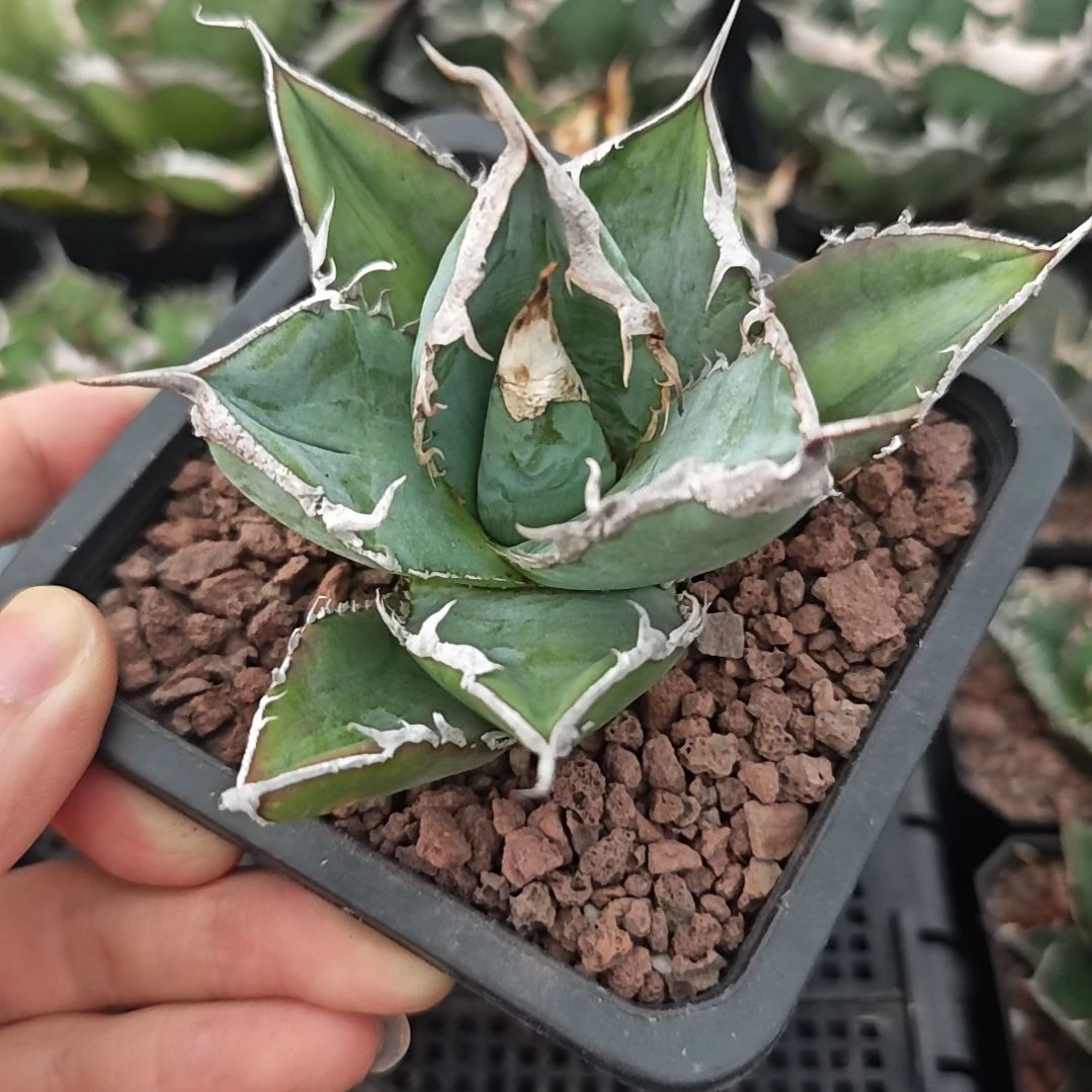 绿幽灵仁王冠龙舌兰