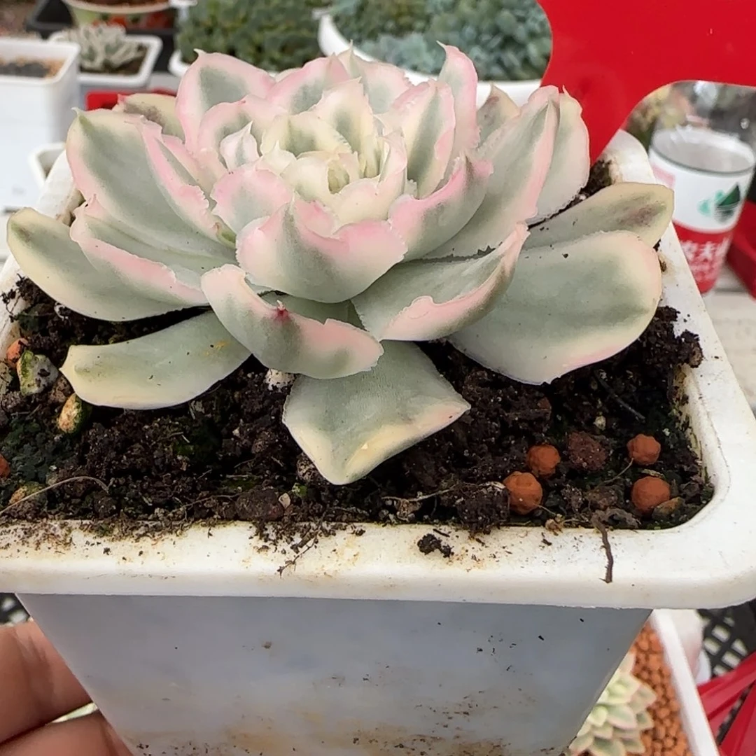 48号紫蝴蝶锦多肉植物