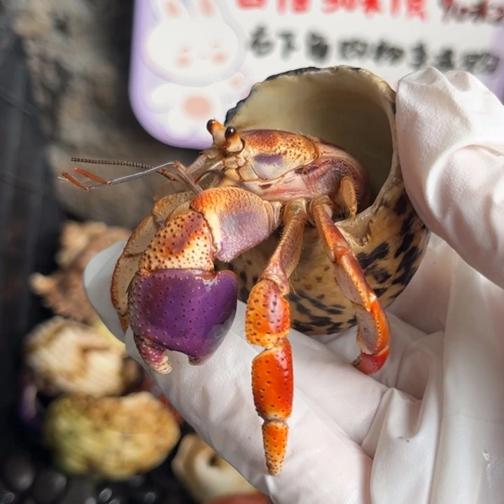 紫霞仙子2.8口。