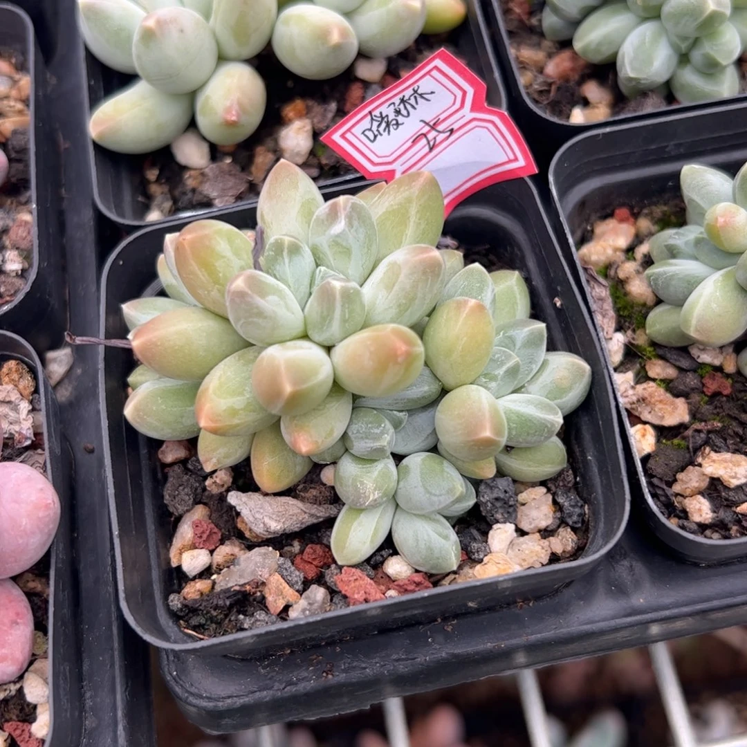 多肉植物多肉植物