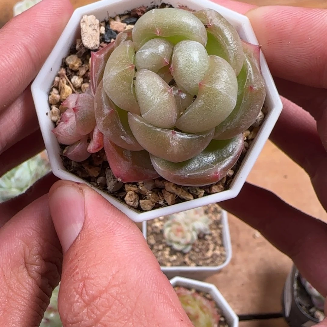 一物一拍麦秆珍妮05245