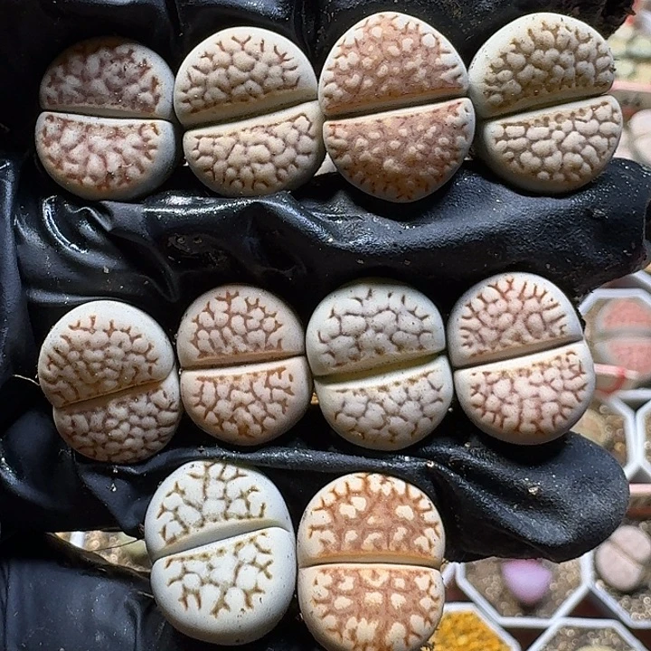 生石花112112。   103