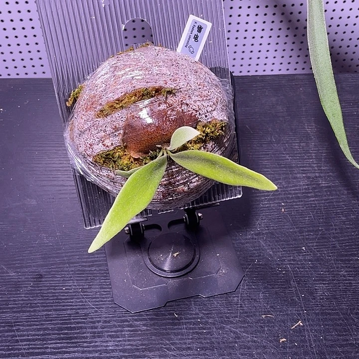 16雷电鹿角蕨鹿角蕨鹿角蕨