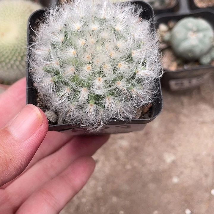 823高砂仙人球植物