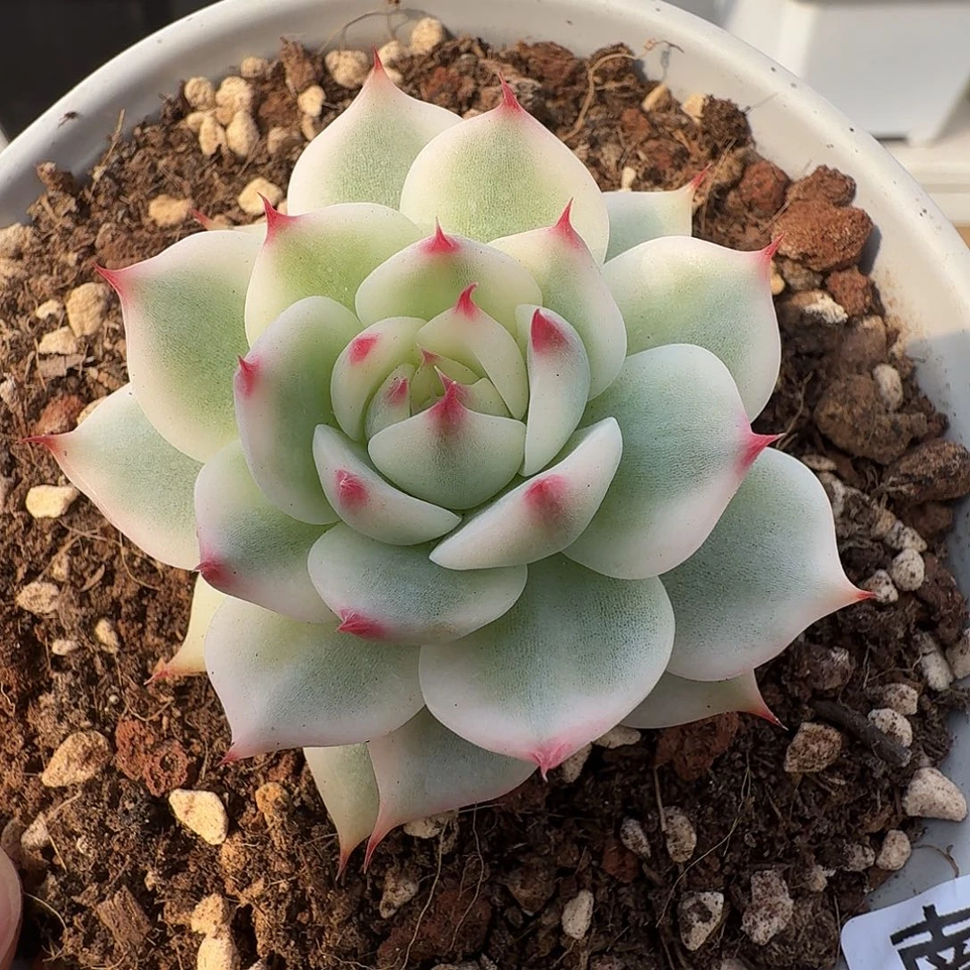 吉娃娃锦111127-41