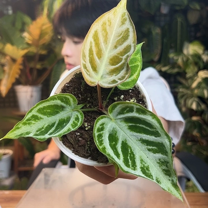 完全开放一物一拍桃花源