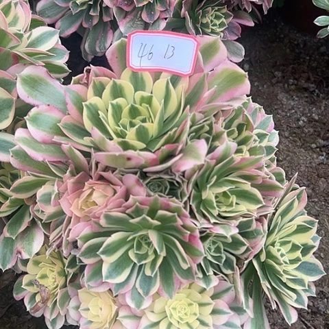 多肉植物白凤46号
