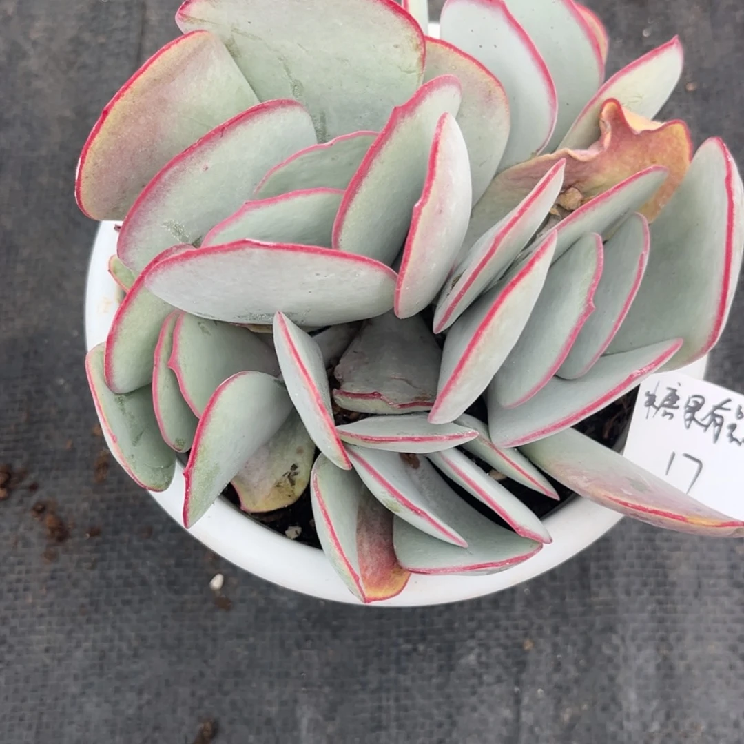 糖***甜白眉一物一拍多肉植物