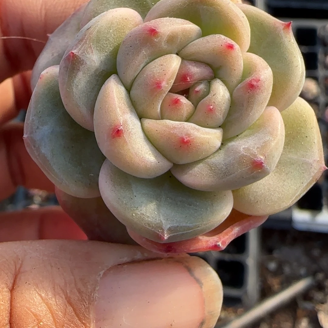 多肉小卡拉米糖心一物一拍