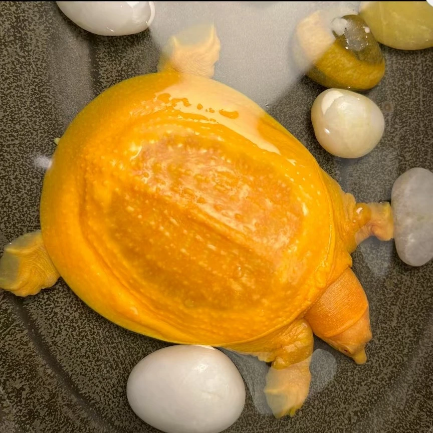 当季尝鲜产地直发可爱观赏鳖外塘冷水黄化红眼可养殖可食用甲鱼苗