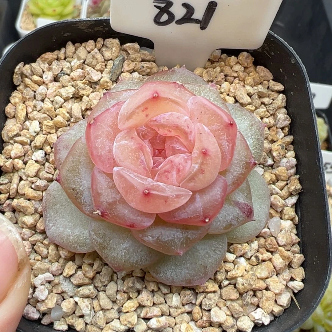 821号朗月有晒斑 晗雨