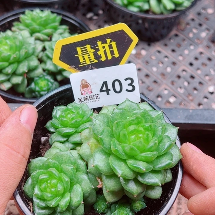 多肉植物多肉植物