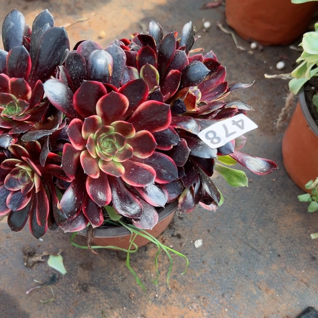 478 号多肉法师植物