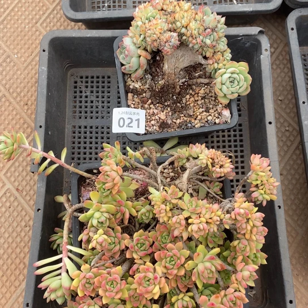 021瑕疵处理多肉植物啦啦啦