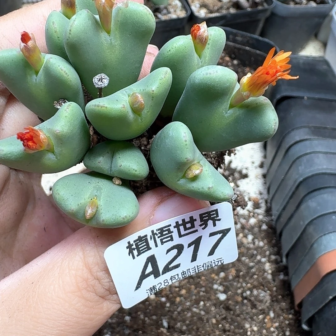多肉植物的润泽ghn