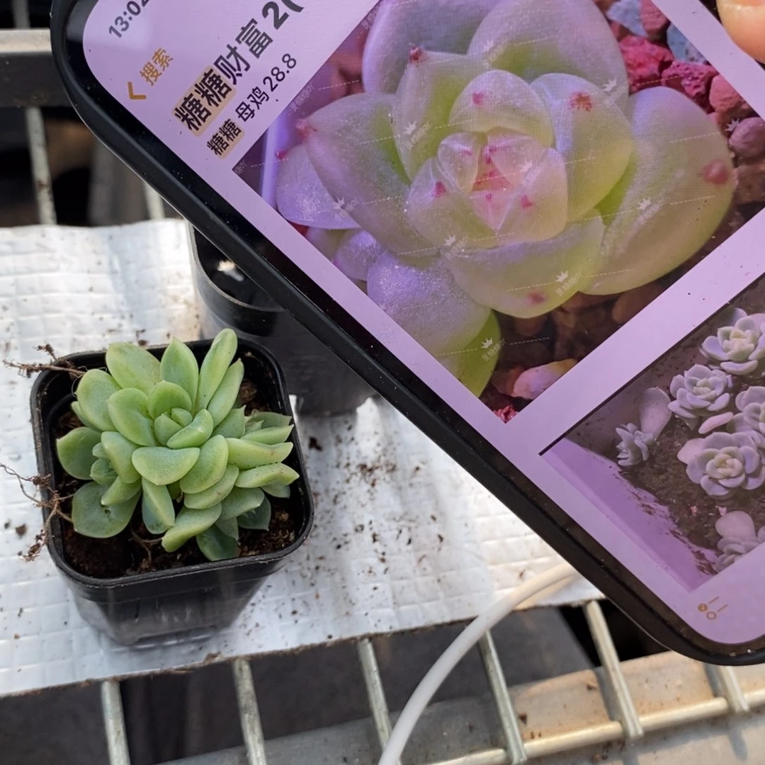 标签157糖糖财富2群生一个多肉