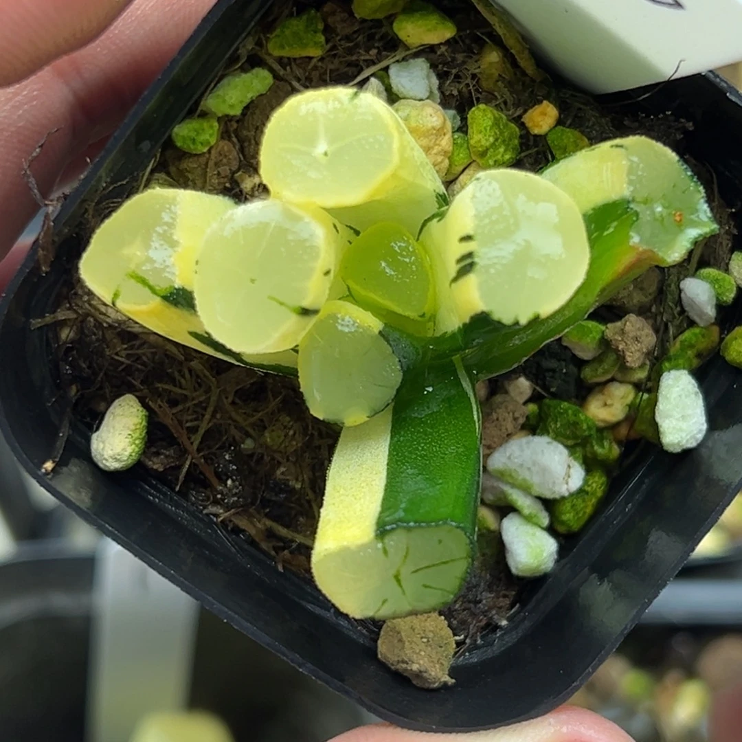 6玉龙万象锦  无根