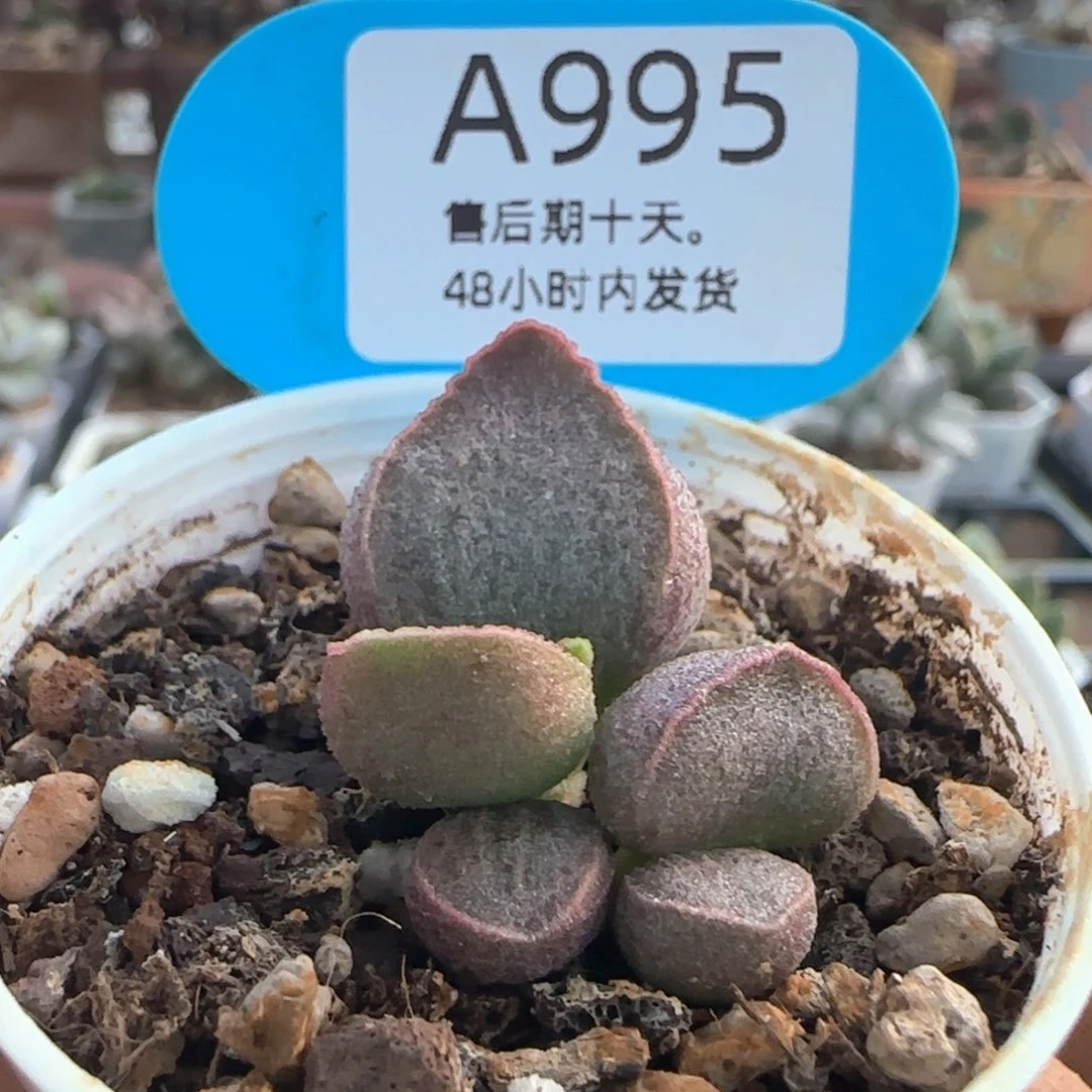令羽。    995。