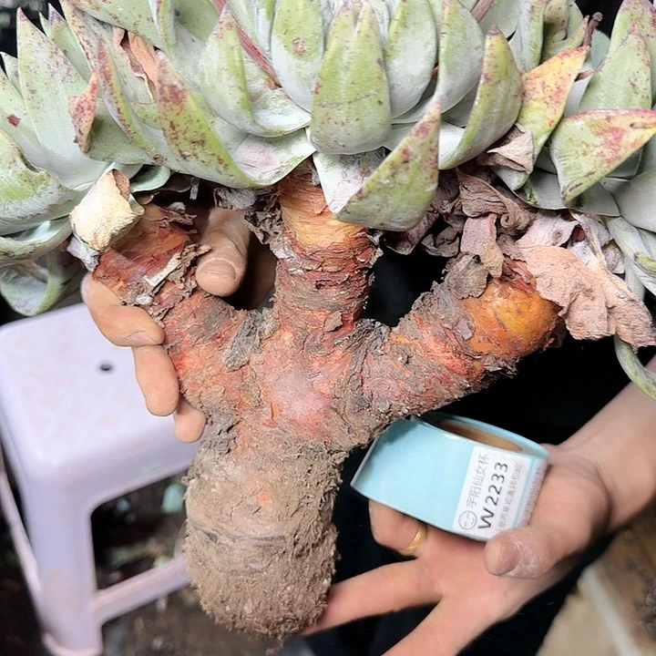 无***一2232瑕疵牡丹不售后