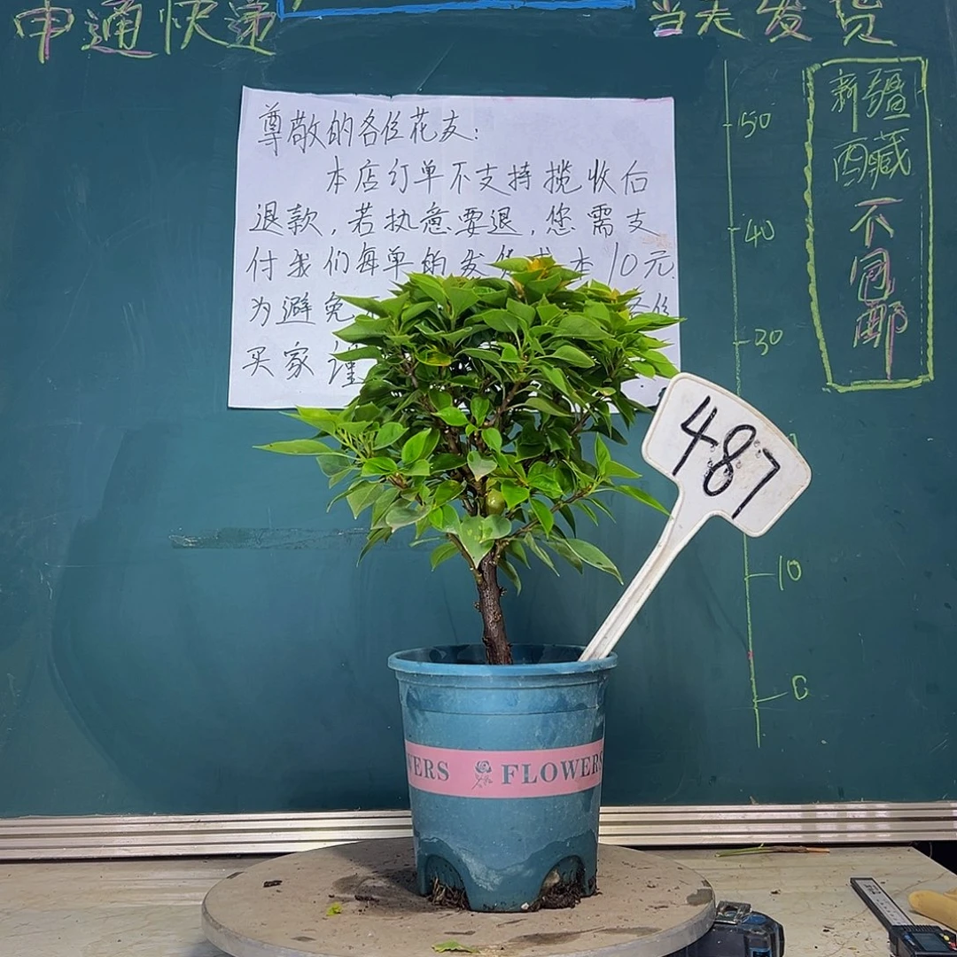 当前无花栽培后可以开花塔黄 487