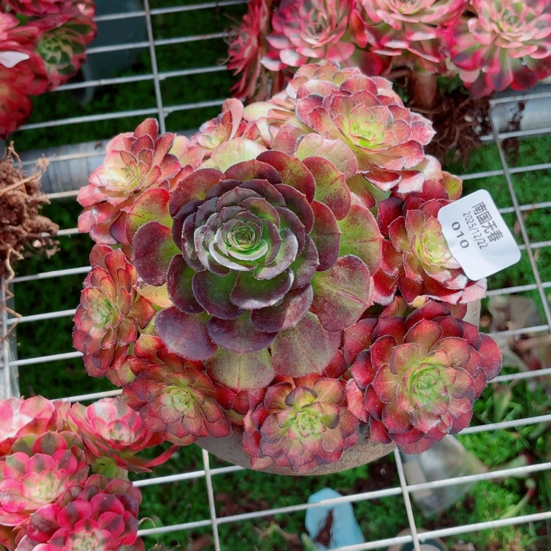 一物一拍多肉法师10