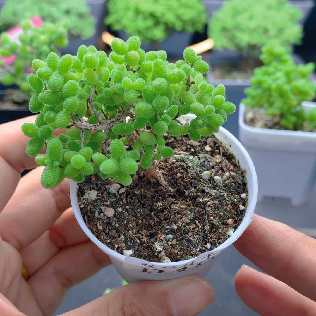 483蜜橘。