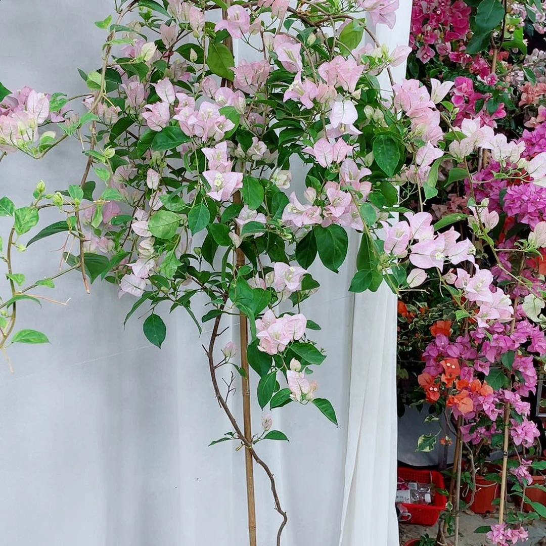 完全开放丽娜128米