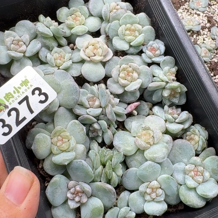 今***丶多肉植物多肉植物