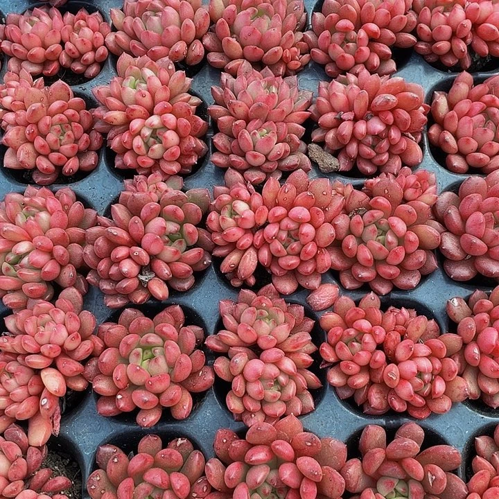 小红宝石1元带土发