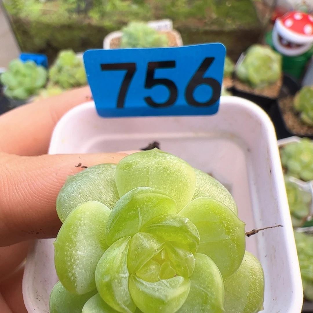 过***g轻云福利出756米格多肉