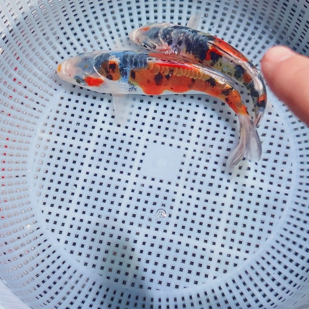 锦鲤锦鲤观赏鱼1111