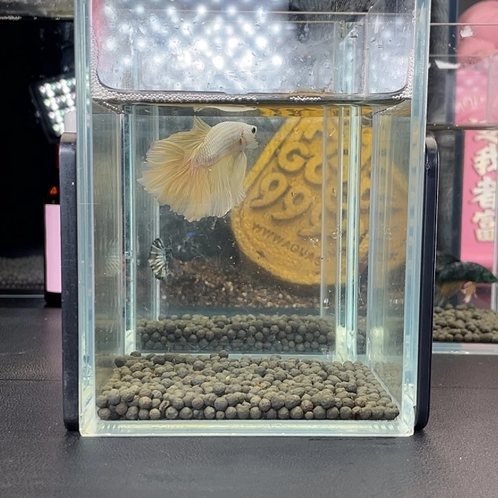 斗鱼25号924早黄龙半月