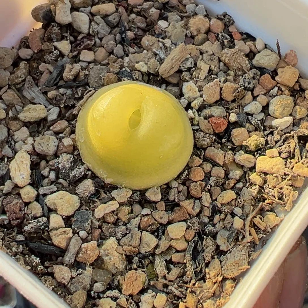 多肉植物111111111111111