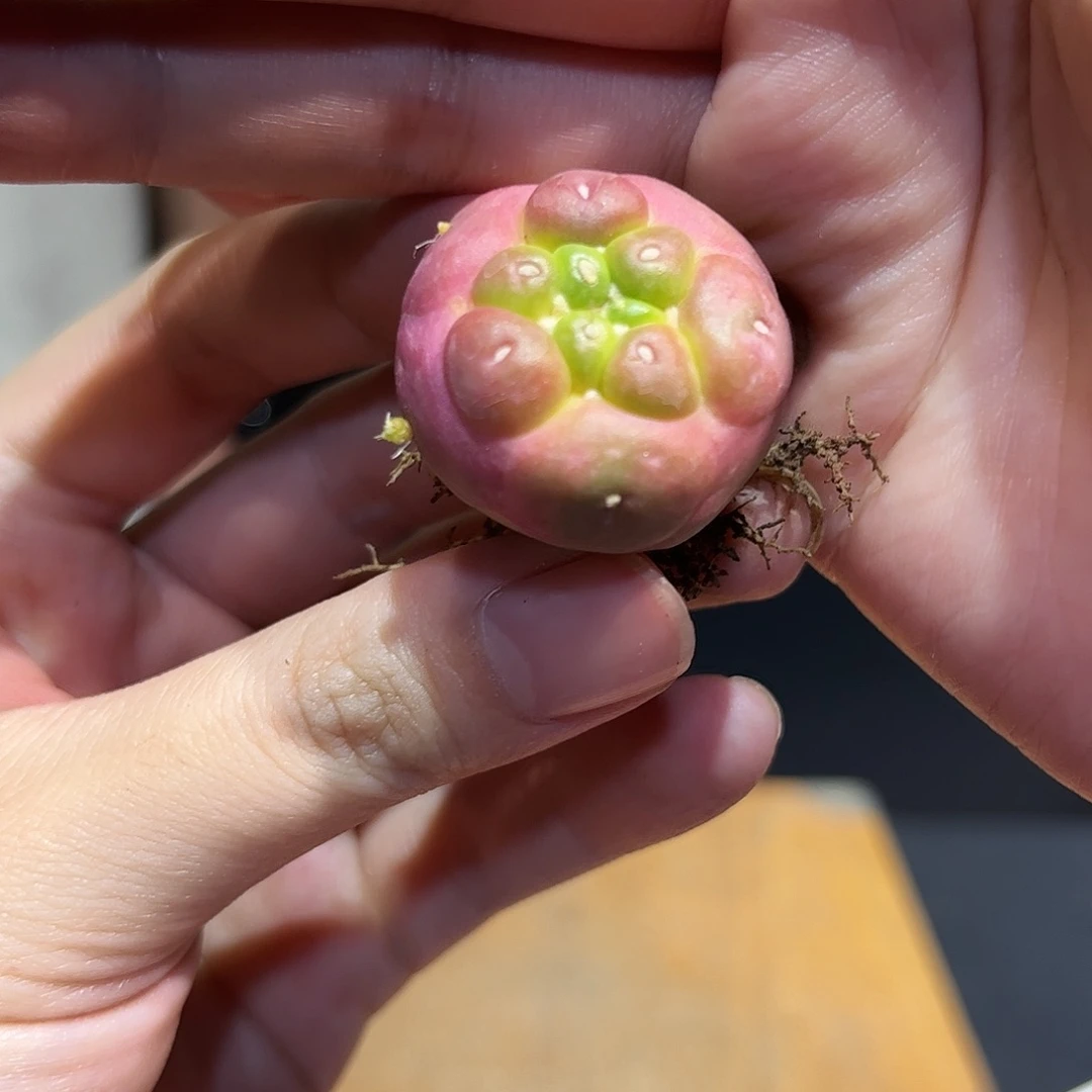 2.5cm自根紫色韵味无刺象牙