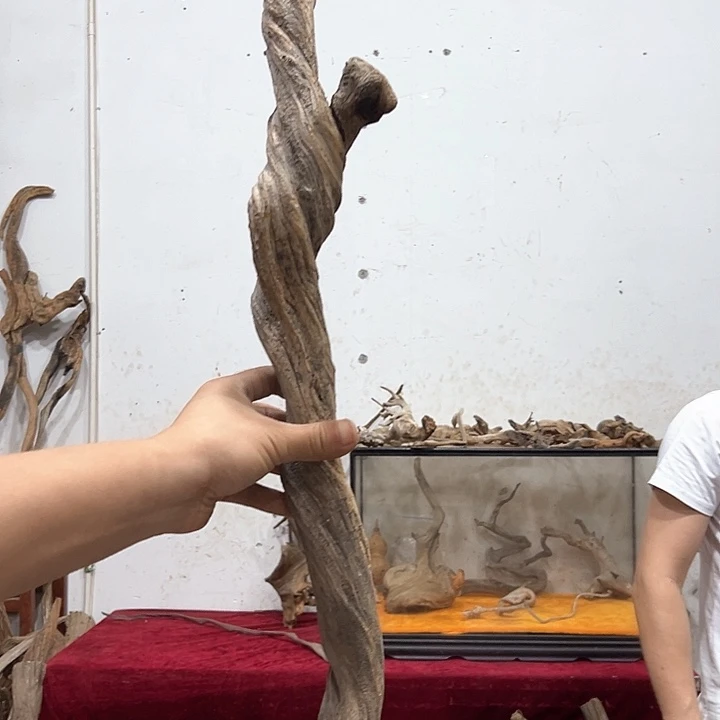 柏木小***族我们都是好孩子呀我也是