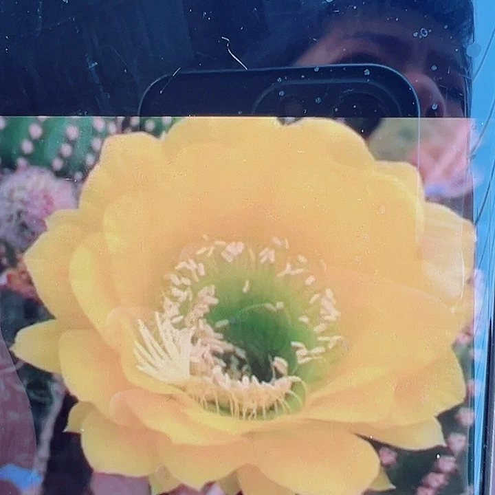 毛花柱  碧玉皇冠带根  12公分