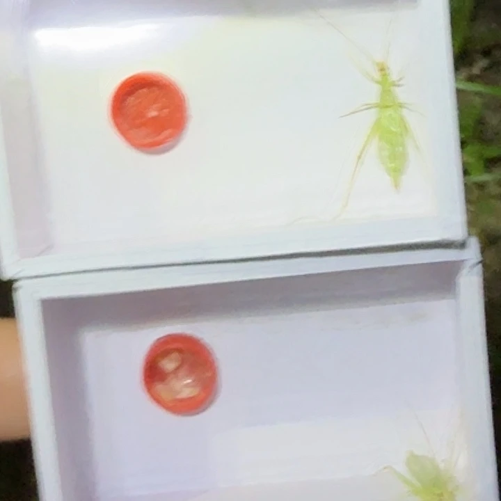 两只精品长须青竹蛉